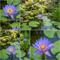 Nymphaea caerulea Blau Lotus Samen Water Garten und Pond Cultivation