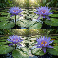 Blau Lotus Samen Water Garten Growing duftend Aquatic Blüten