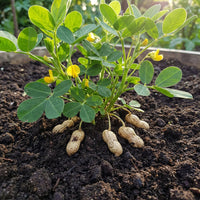 Groundnut Plant Samen for Home Garden Cultivation and Traditional Growing