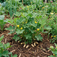 Arachis hypogaea Groundnut Plant Samen for Home Garden Cultivation