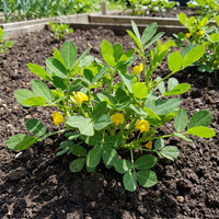 Groundnut Plant Samen zum Pflanzen – Traditionell, Non-GMO, Organic Garden Samen, High Germination