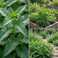 Good King Henry Samen zur Aussaat – Halbschatten verträglich – Traditionssorte & ohne Gentechnik Samen Hausgarten