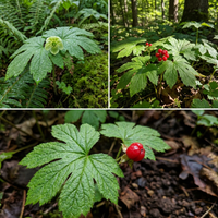 goldenseal root samen hydrastis canadensis für pflanzung heirloom non gmo medicinal Kräuterpflanze für shaded gardens