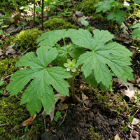 goldenseal root samen hydrastis canadensis für pflanzung heirloom non gmo medicinal Kräuterpflanze für shaded gardens