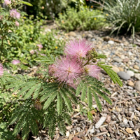Rosa Calliandra Eriophylla Pflanze Samen zur Aussaat – Traditionssorte – ohne Gentechnik – Keimung biologisch Garten Samen