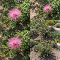 Calliandra eriophylla Rosa Blumensamen Hausgarten und Ornamental Landscaping