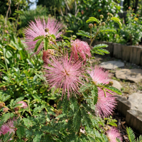 Rosa Calliandra Eriophylla Blumensamen Hausgarten und Landscape Use