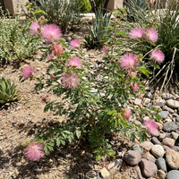 Calliandra eriophylla Rosa Blumensamen Hausgarten und Ornamental Landscaping