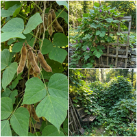 Kudzu Pueraria lobata Samen zum Pflanzen – Traditionell, Non-GMO Fast-Growing Garden Vine Samen