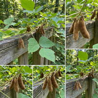 Kudzu Vine Samen for Traditional Garden Growing and Natural Ground Cover Use