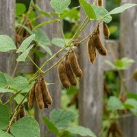 Kudzu Pueraria lobata Samen zum Pflanzen – Traditionell, Non-GMO Fast-Growing Garden Vine Samen