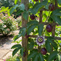 mehrfarbig Passion Blumensamen – ohne Gentechnik – Traditionssorte – Keimung biologisch Garten Samen zur Aussaat