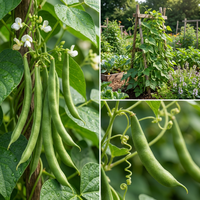 Green Tepary Bean Samen for Home Garden Growing and Dry Climate Conditions