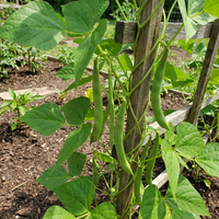 Green Tepary Bean Samen zum Pflanzen – Traditionell, Non-GMO, High Germination Organic Garden Samen for Drought-Tolerant Growing