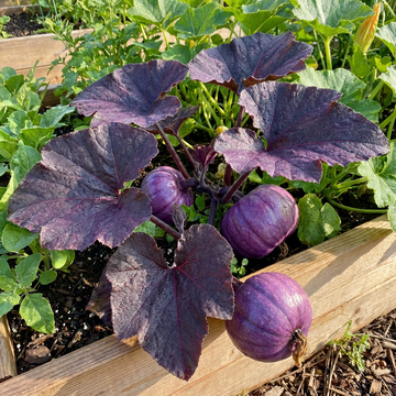Lila Pumpkin Samen for Home Garden Growing with Decorative and Culinary Variety