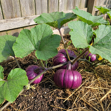Lila Pumpkin Samen zum Pflanzen – Traditionell, Non-GMO, High Germination Organic Garden Samen