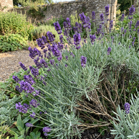 English Lavendel Samen Hausgarten Growing duftend Lila Blüten