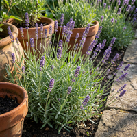 English Lavendel Samen zur Aussaat – Traditionssorte ohne Gentechnik biologisch Garten Samen Keimung