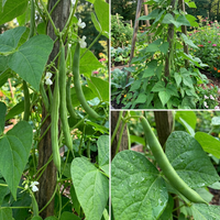 Phaseolus vulgaris Missouri Wonder Pole Bean Samen for Home Garden Growing
