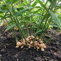 Zingiber officinale Ginger Root Rhizomes for Home Garden Growing and Culinary Use