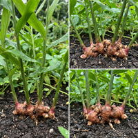 Organic Ginger Root Rhizomes seeds zum Pflanzen – High Yield, Non-GMO Medicinal Herb for Culinary & Wellness Gardens