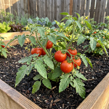 Phoenix Hybrid Tomate Samen zum Pflanzen – Traditionell, Non-GMO, Organic Garden Samen with High Germination
