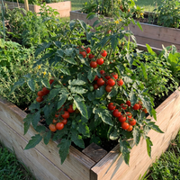Phoenix Hybrid Tomate (Solanum lycopersicum) Samen for Home Garden Growing