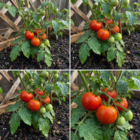 Phoenix Hybrid Tomate (Solanum lycopersicum) Samen for Home Garden Growing