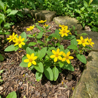 Chrysogonum virginianum – Grün und Gold mehrjährige Blumensamen