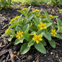 Chrysogonum Virginianum Blumensamen Hausgarten mehrjährig Pflanze
