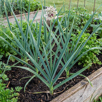 Knoblauch Plant Variety for Home Garden Growing and Culinary Use