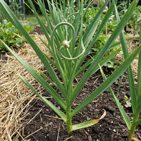 Knoblauch Plant Variety for Home Garden Growing and Culinary Use