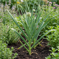 Knoblauch Plant Samen zum Pflanzen – Fresh, Organic, Traditionell, Non-GMO, High Germination Organic Garden Samen