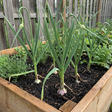 Knoblauch Plant Variety for Home Garden Growing and Culinary Use
