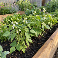 Weiß Tepary Bean Samen for Home Garden Growing and Dry Climate Cultivation
