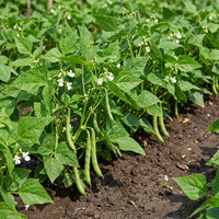 Phaseolus acutifolius Weiß Tepary Bean Samen for Traditional and Dryland Gardens