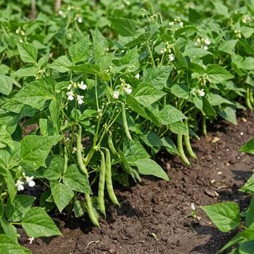 Phaseolus acutifolius Weiß Tepary Bean Samen for Traditional and Dryland Gardens