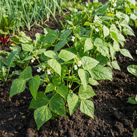 Weiß Tepary Bean Samen for Home Garden Growing and Dry Climate Cultivation