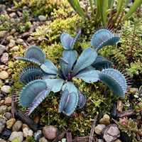 Blau Grün Venus Fly Trap Samen zur Aussaat – Traditionssorte – ohne Gentechnik – Keimung Carnivorous Pflanzensamen