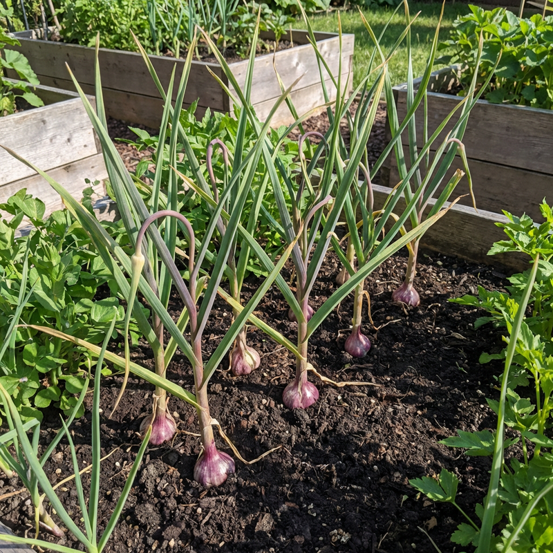 Semi di Allium sativum, aglio nero, varietà multicolore, per la coltivazione nell’orto domestico