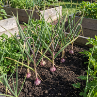 Allium sativum Schwarz Knoblauch Multi-Colour Variety Samen for Home Garden Growing