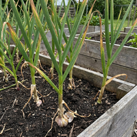 Allium sativum Schwarz Knoblauch Multi-Colour Variety Samen for Home Garden Growing