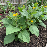 Yacon Gemüse Samen zum Pflanzen – Traditionell Non-GMO Organic Garden Samen, High Germination