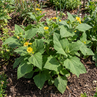 Smallanthus sonchifolius Yacon Gemüsesamen for Home Garden Cultivation
