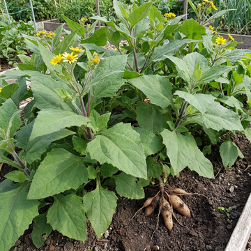 Yacon Gemüsesamen for Home Garden Cultivation and Traditional Growing