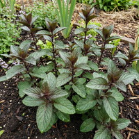 chocolate mint Kräuterpflanze samen mentha piperita für home garden growing