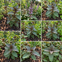 chocolate mint Kräuterpflanze samen mentha piperita für home garden growing