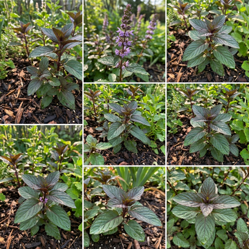 chocolate mint Kräuterpflanze samen mentha piperita für home garden growing