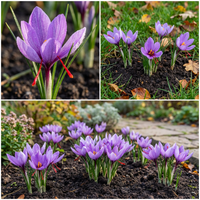 Crocus sativus Saffron Crocus Blumensamen Classic Lila Garten Blüten
