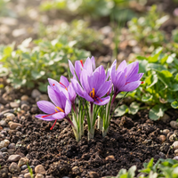Traditionssorte ohne Gentechnik Crocus Sativus Blumensamen zur Aussaat – Saffron-Producing Garten Blüten – Keimung